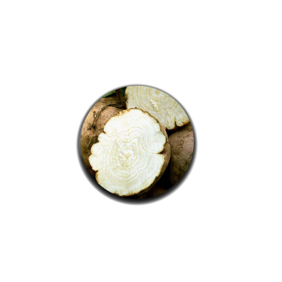 Pueraria mirifica — Sâm tố nữ